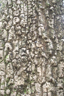 Caldcluvia paniculosa