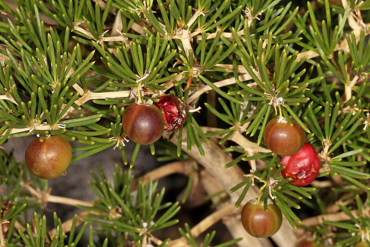Asparagus lignosus