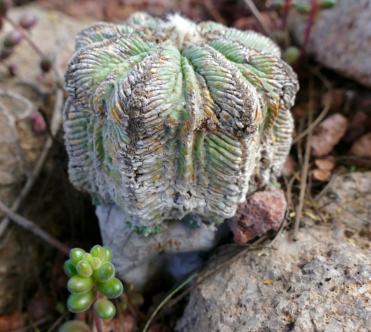 Aztekium hintonii