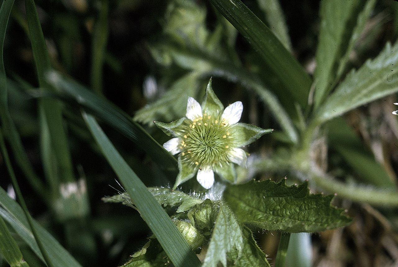 Geum laciniatum