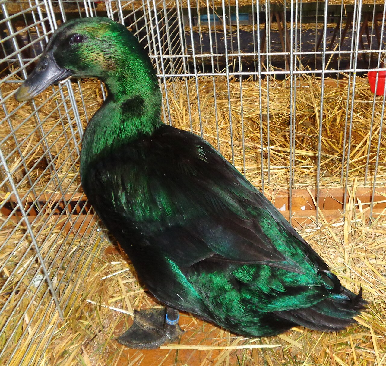 Cayuga Duck