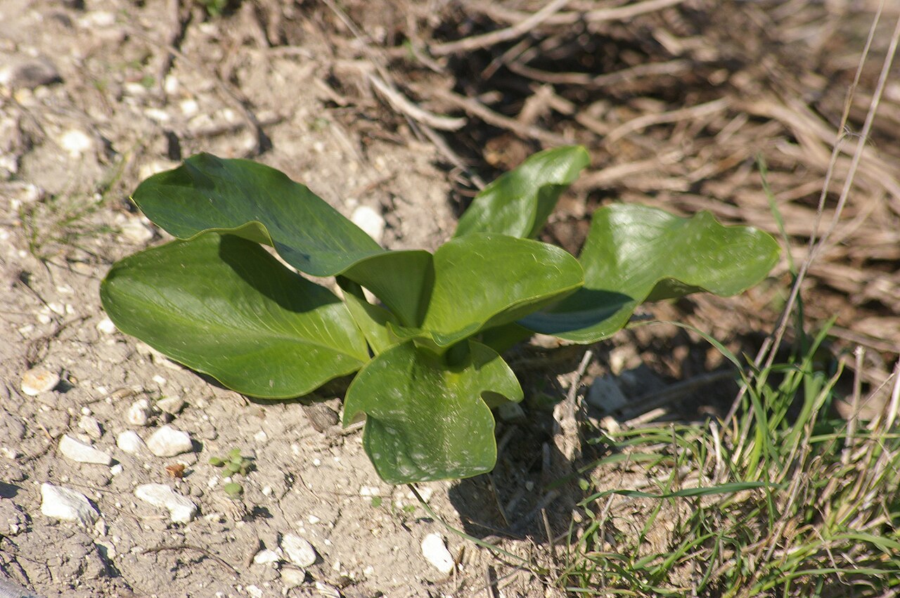 Biarum pyrami