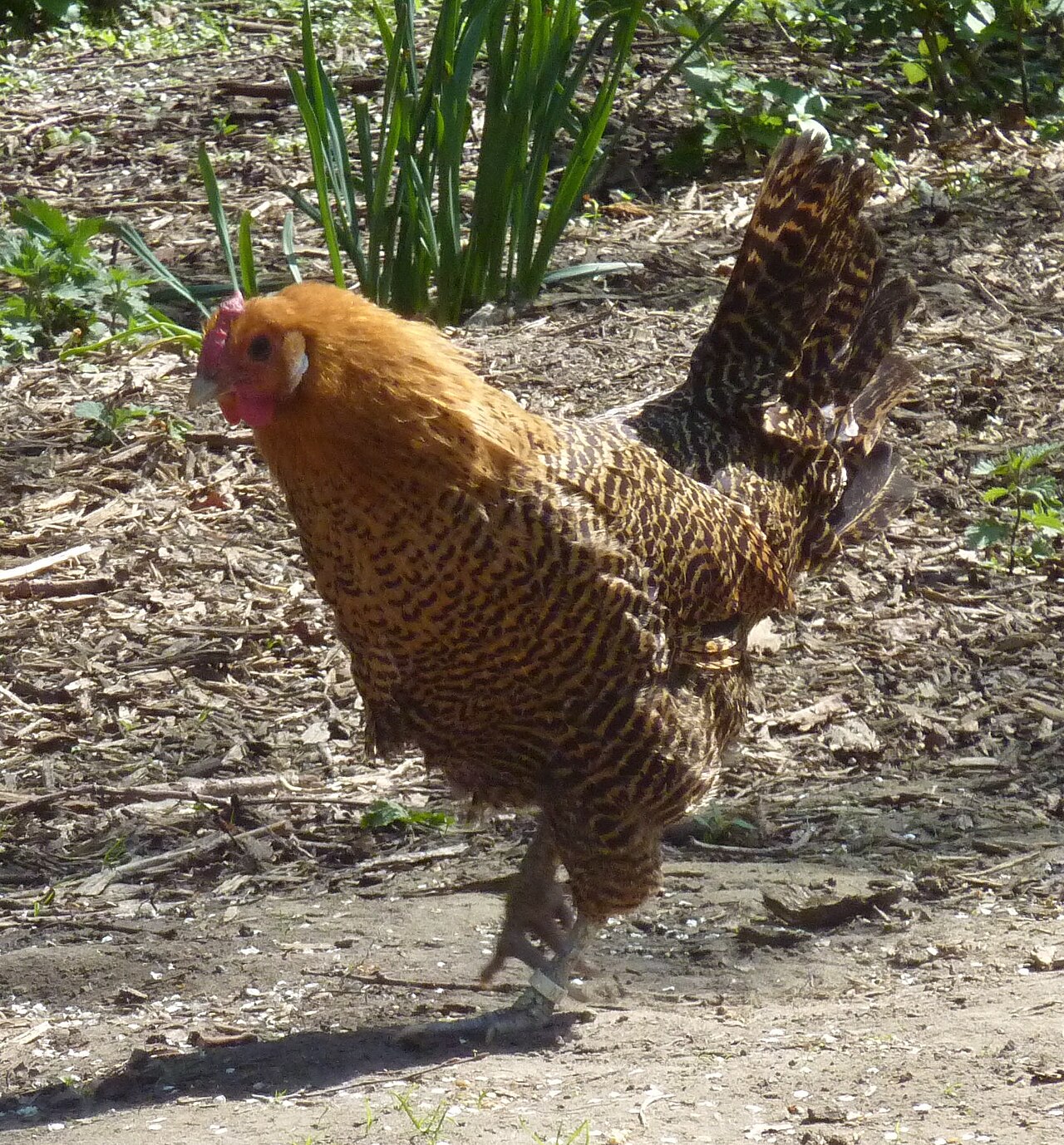 Westphalian chicken