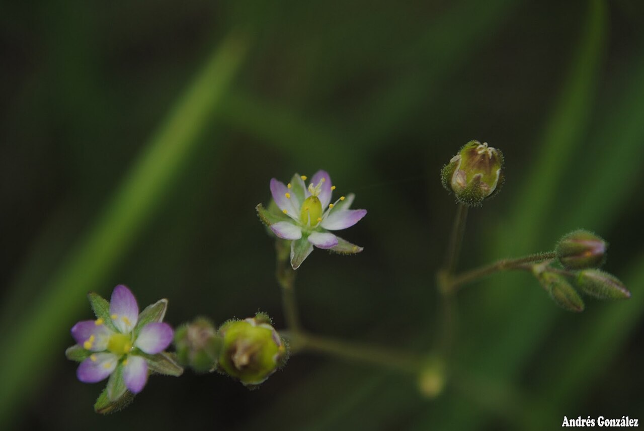 Spergula grandis