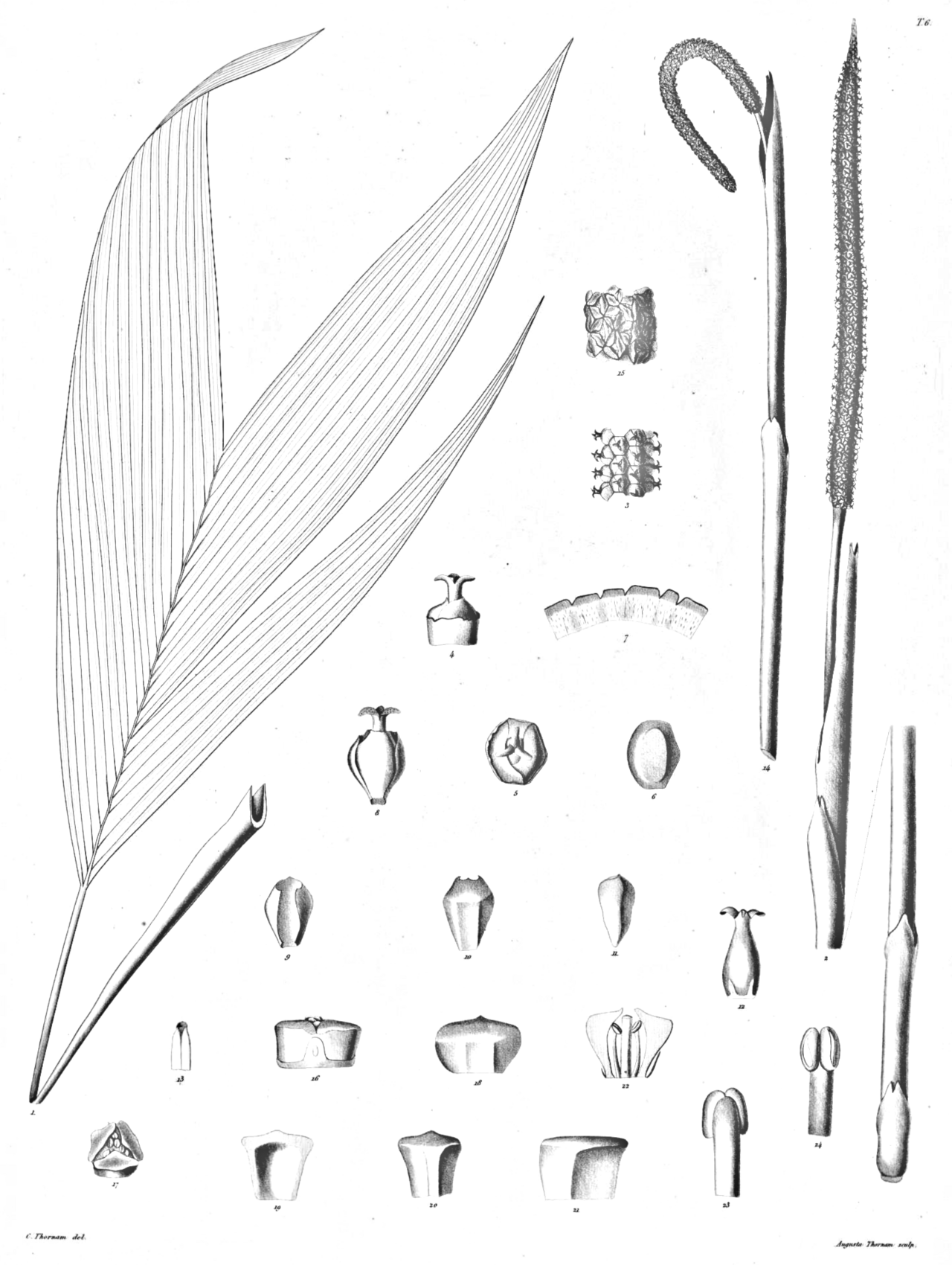 Chamaedorea deckeriana
