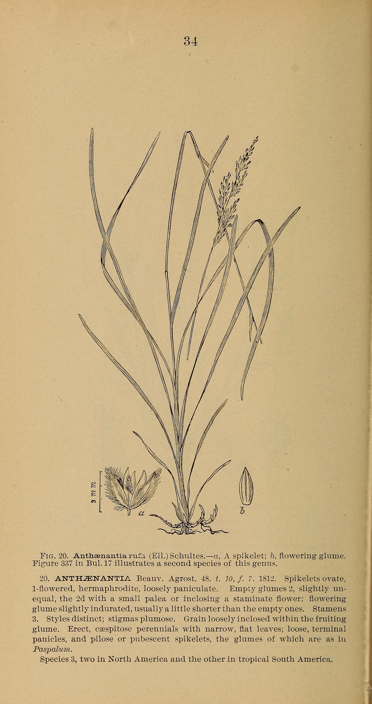 Anthaenantia rufa