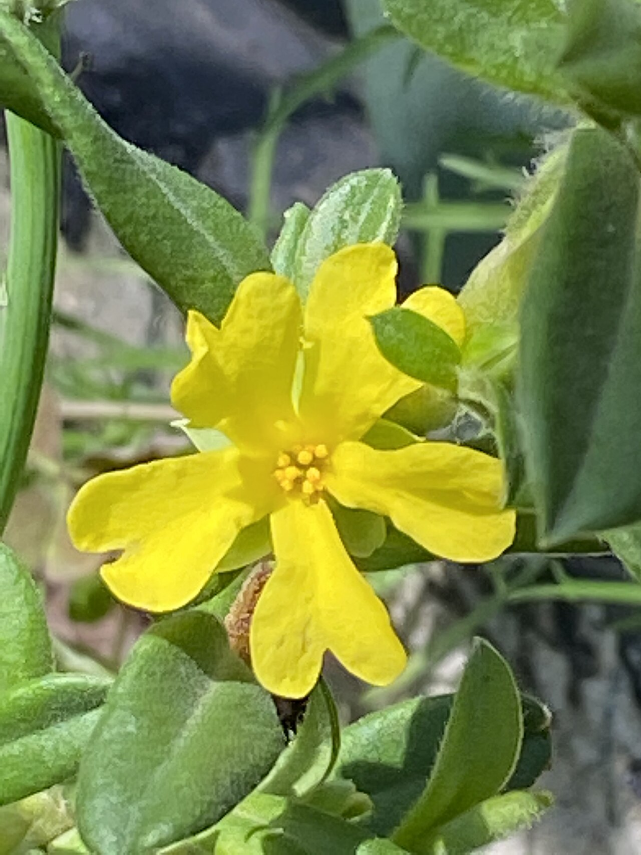 Hibbertia circinata