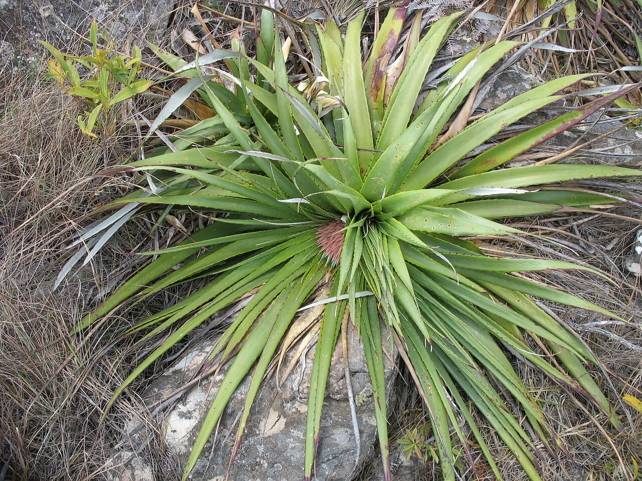Puya nana