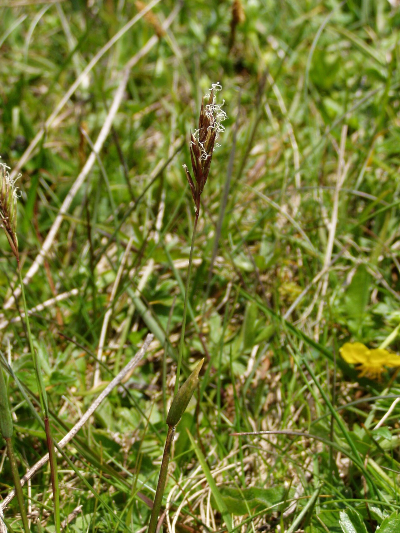 Anthoxanthum alpinum