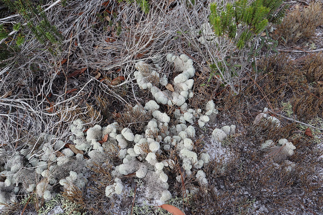 Cladonia evansii