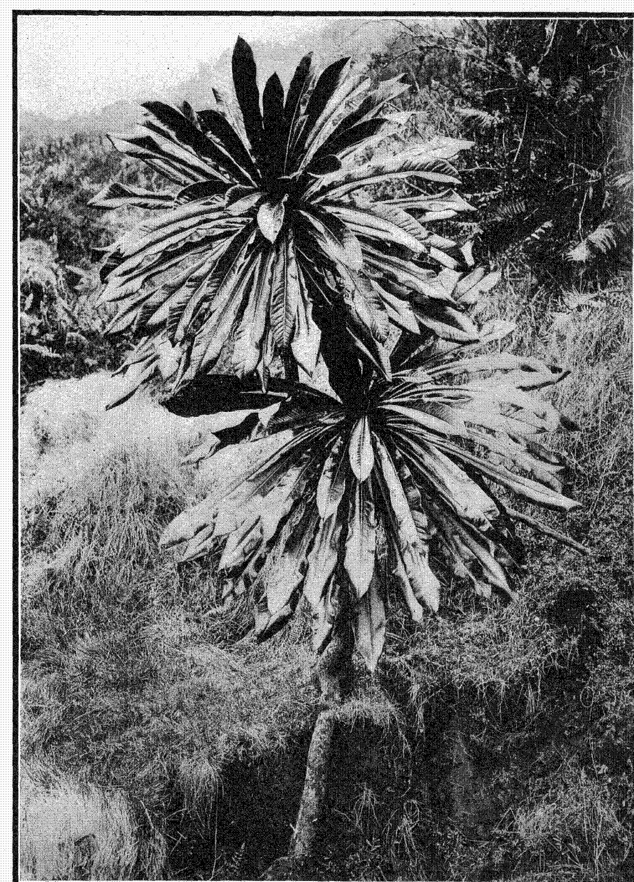 Cyanea arborea