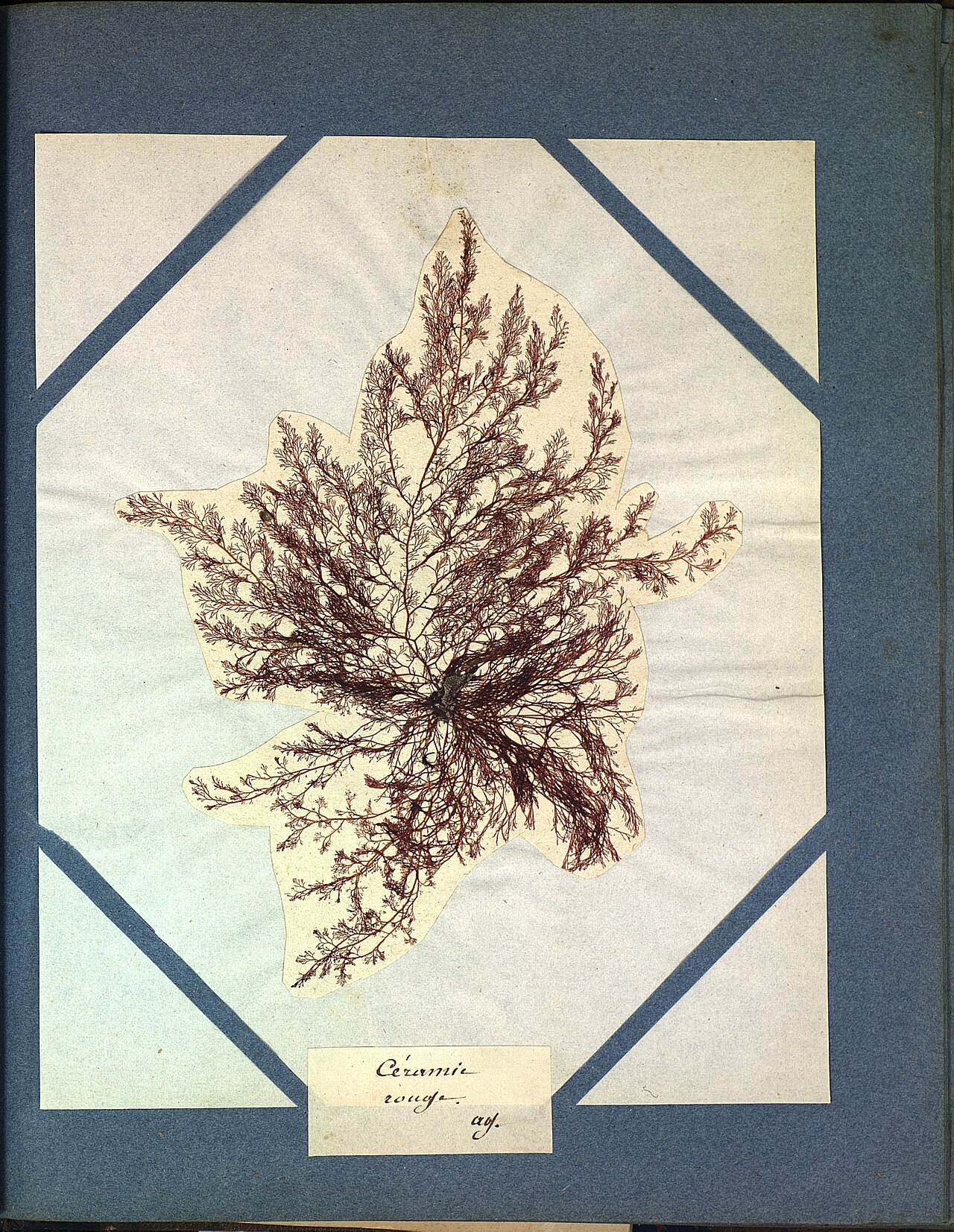 Ceramium rubrum