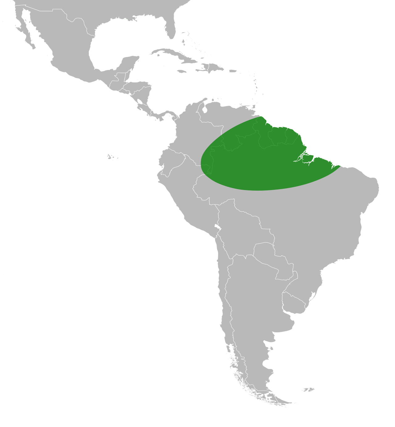 Machaerium ferox