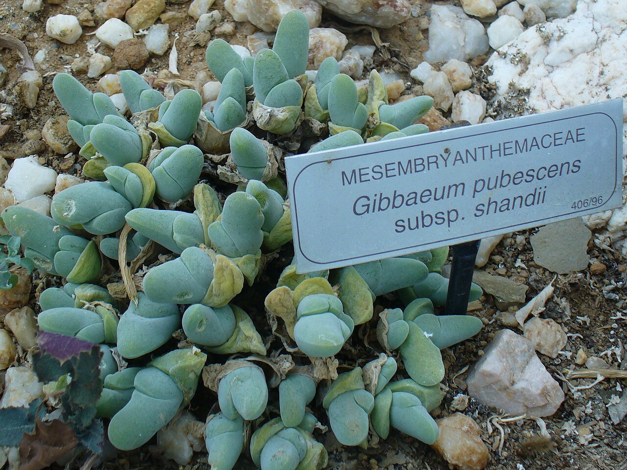 Gibbaeum shandii