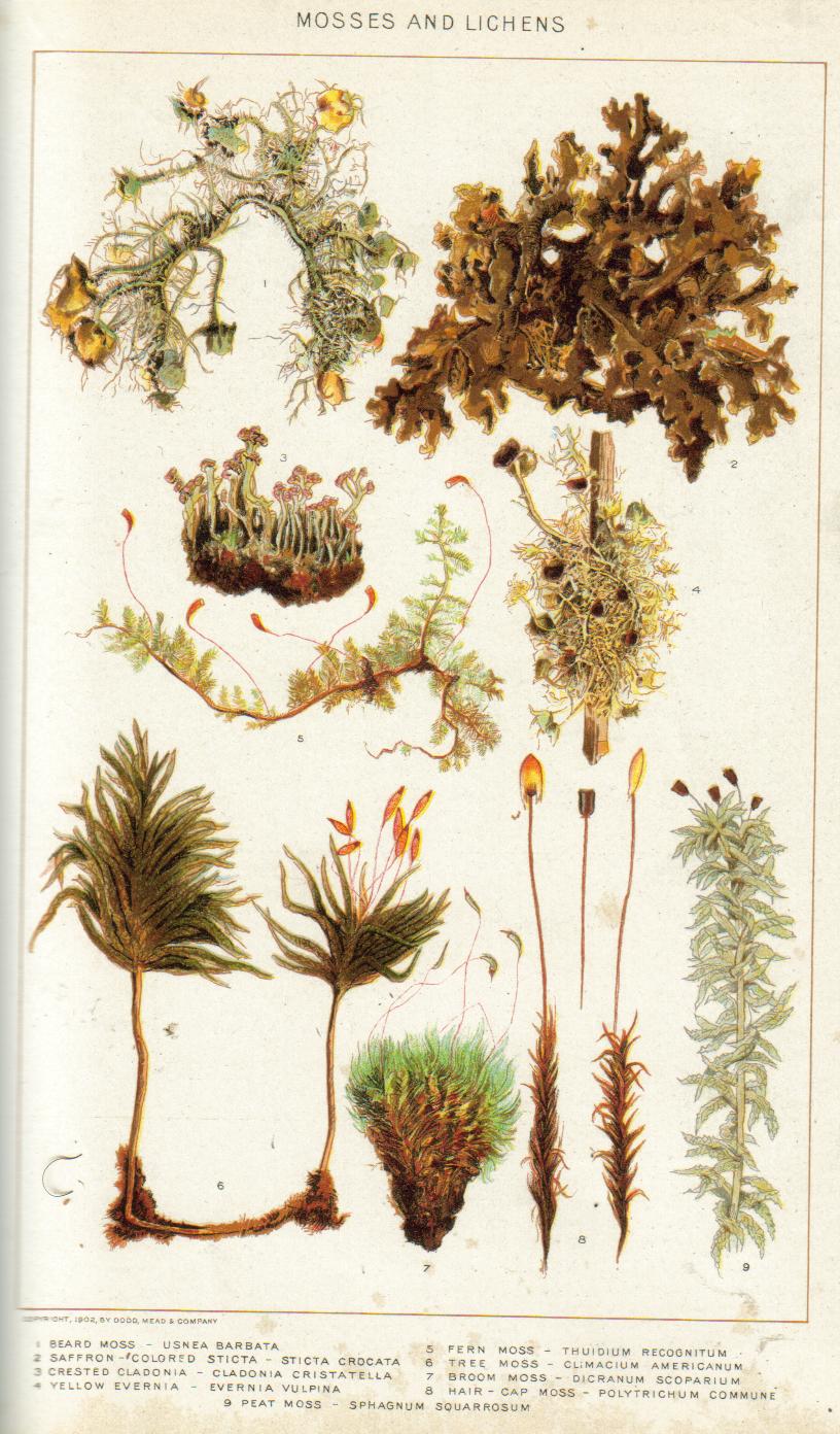 Climacium americanum