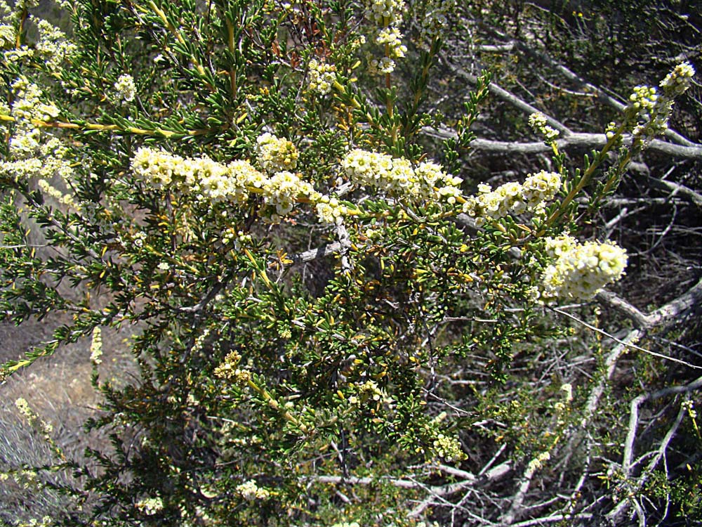 Adenostoma sparsifolium