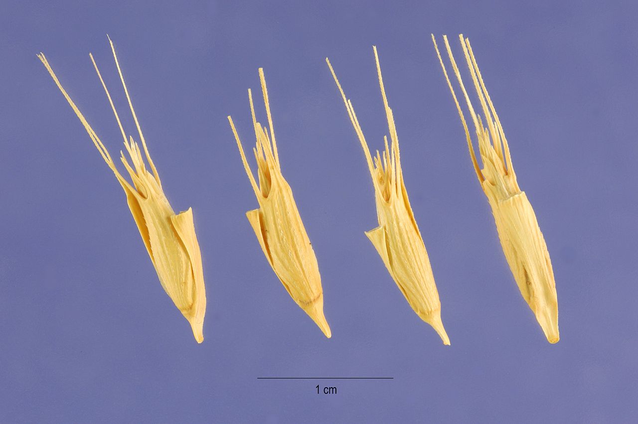 Aegilops triuncialis