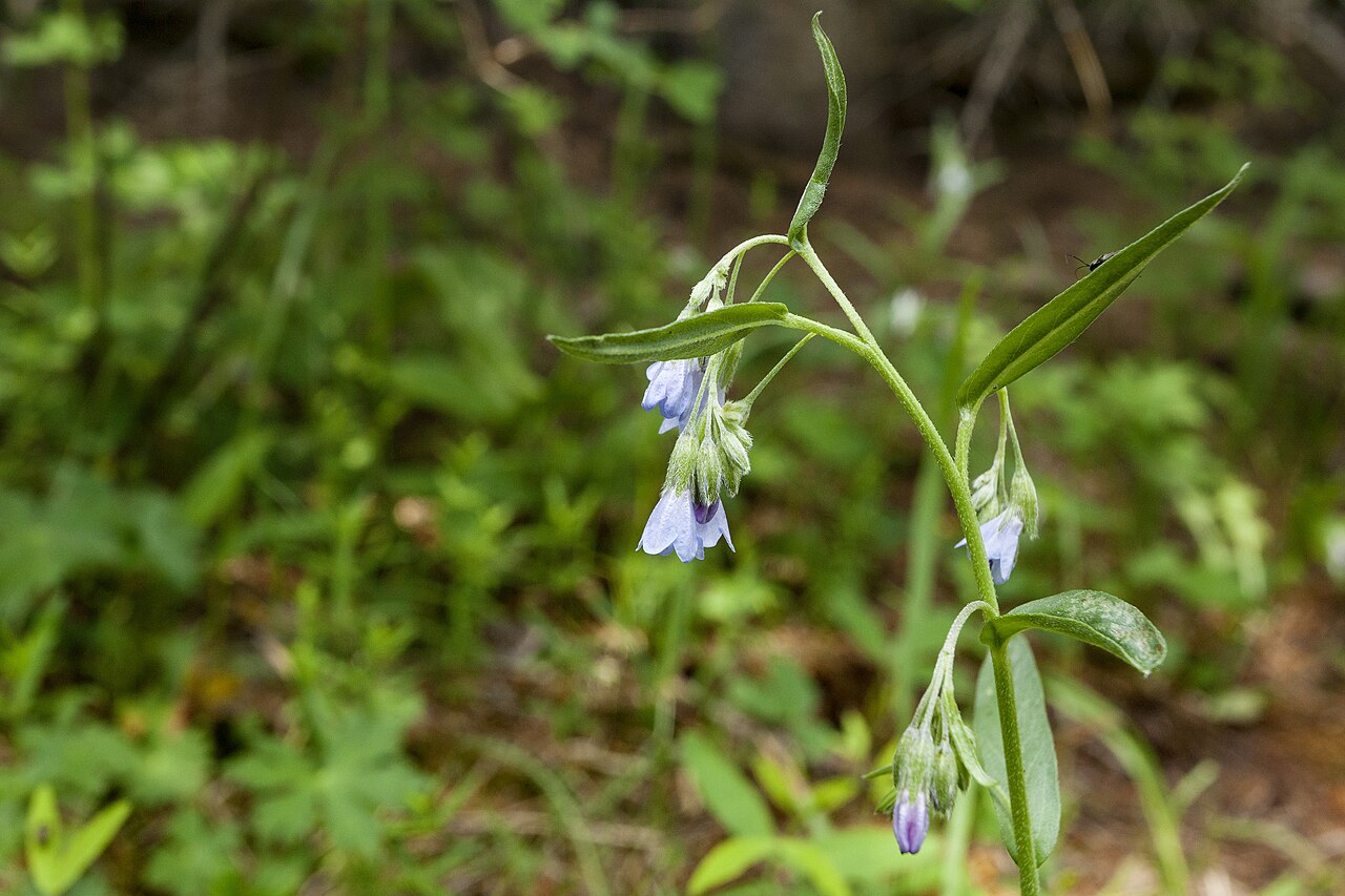 Mertensia fendleri