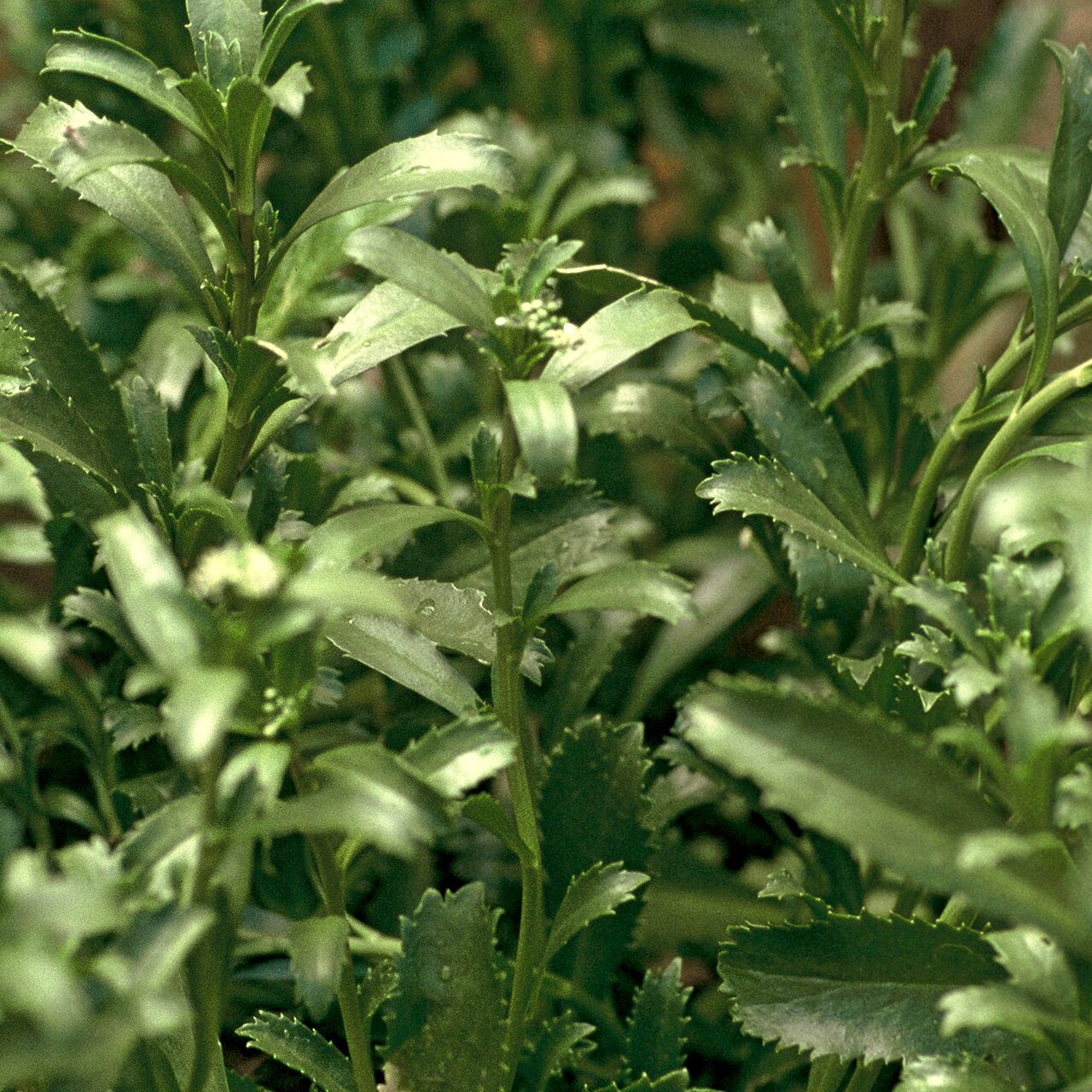 Lepidium banksii