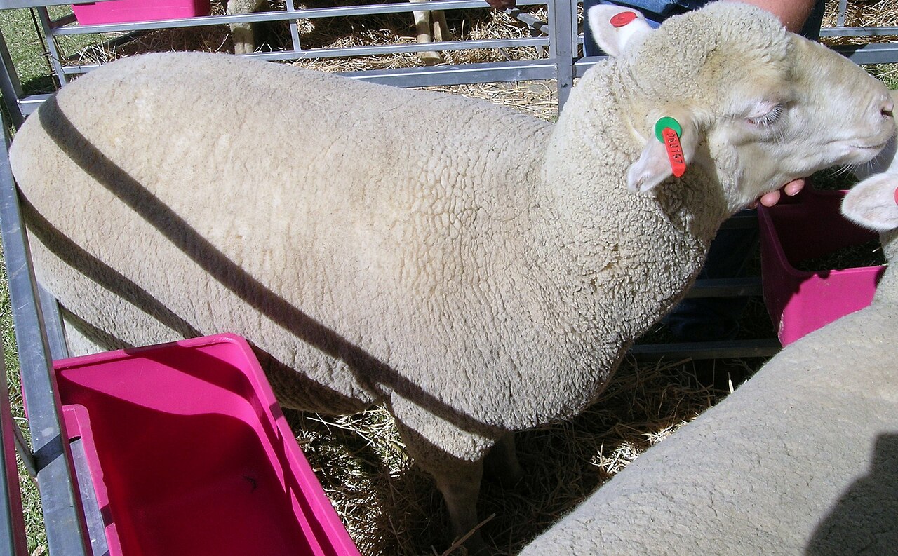 South African Meat Merino