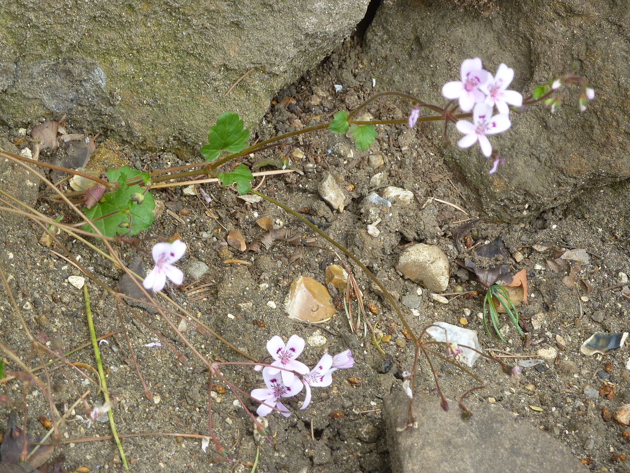 Pelargonium havlasae