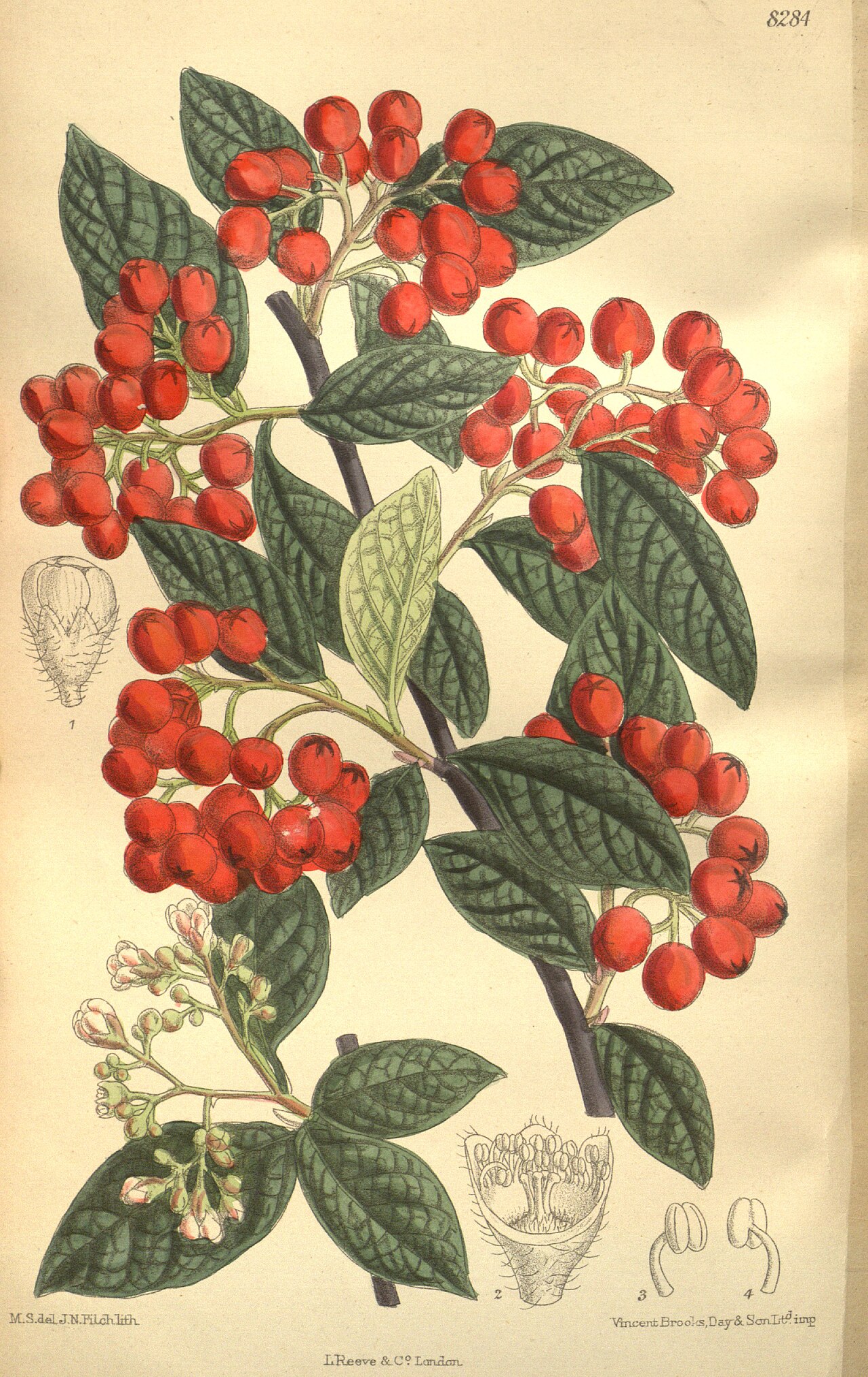Cotoneaster moupinensis