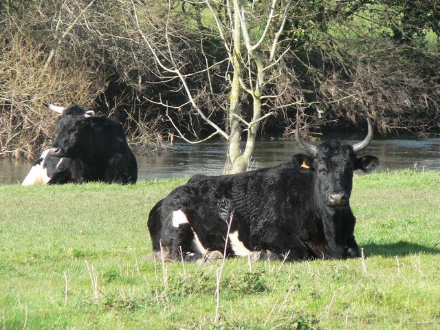 Shetland cattle