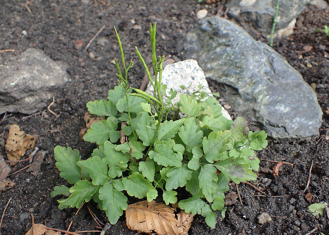Cardamine chelidonia