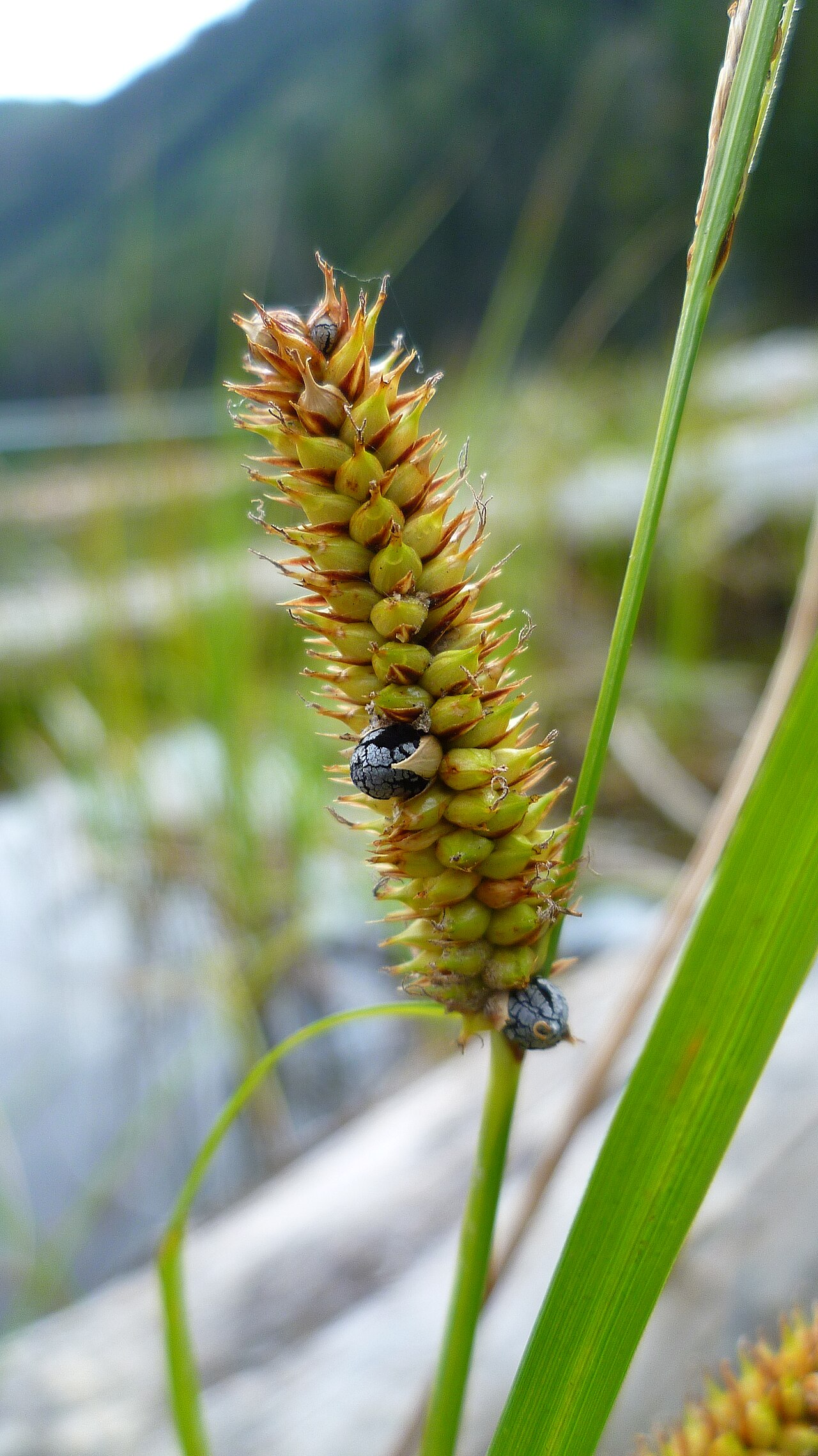 Carex utriculata
