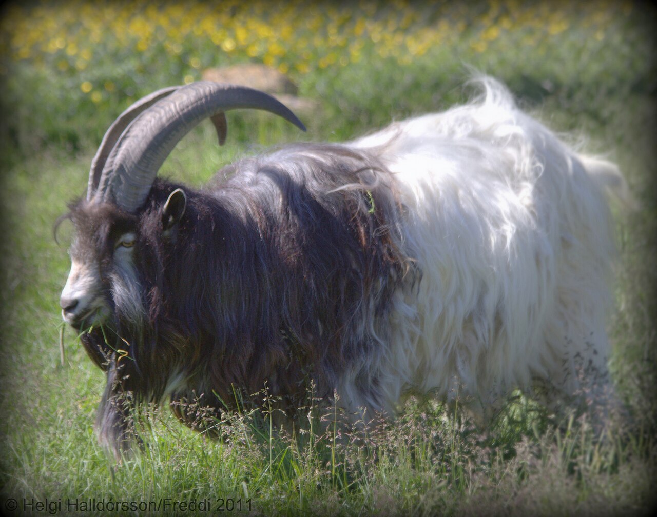 Icelandic goat
