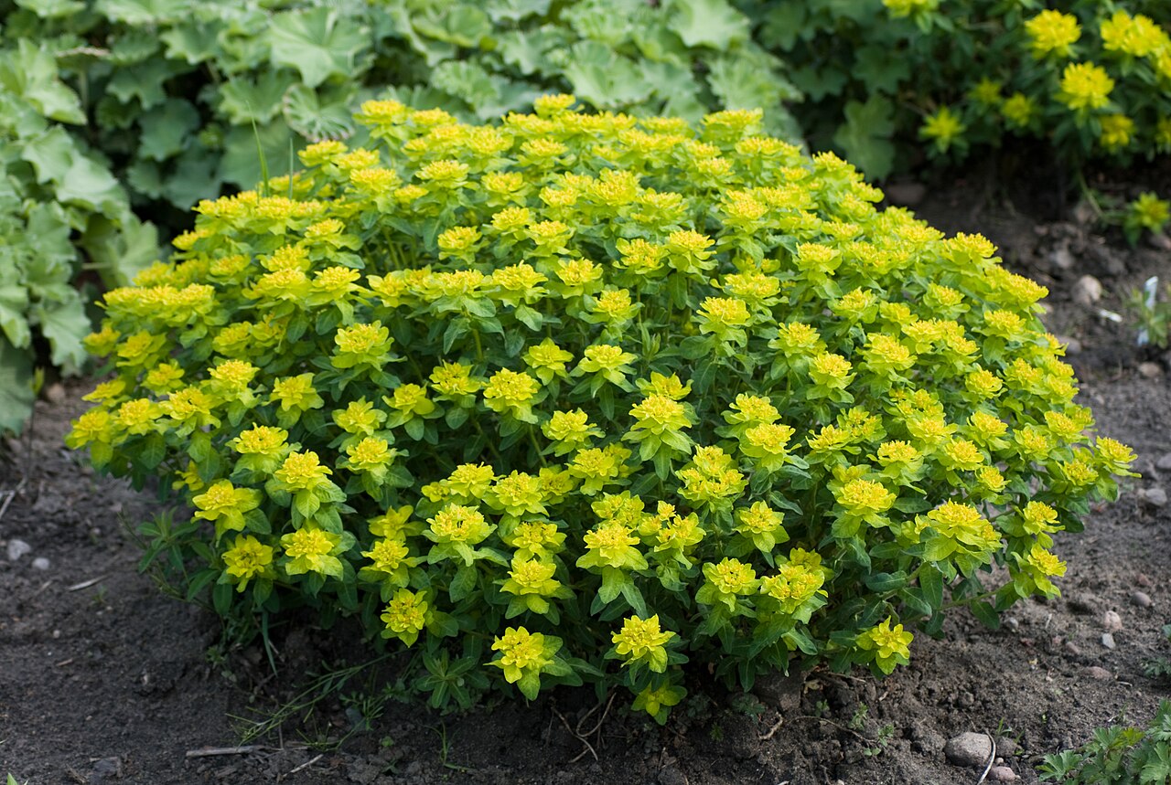 Euphorbia epithymoides