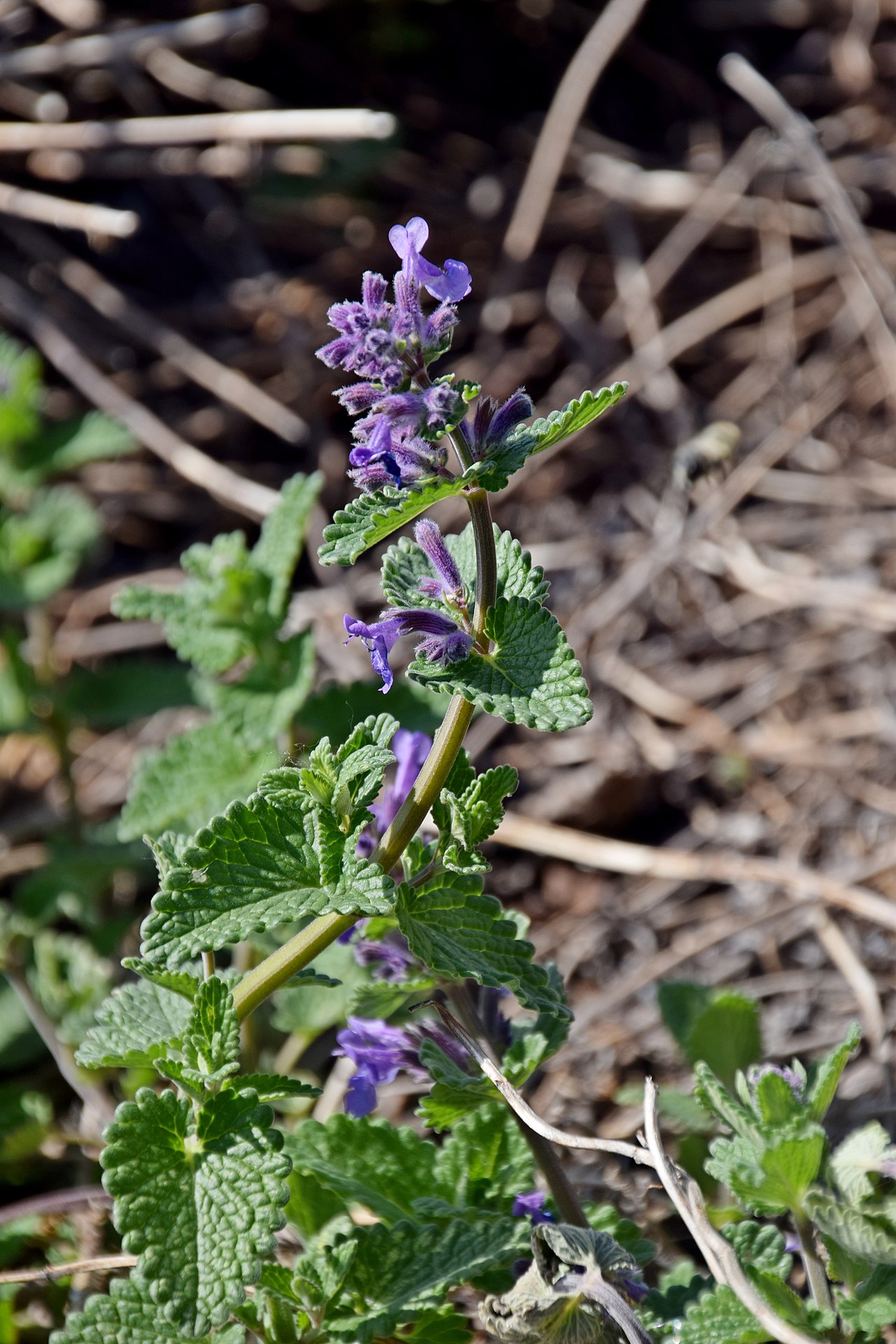 Nepeta latifolia