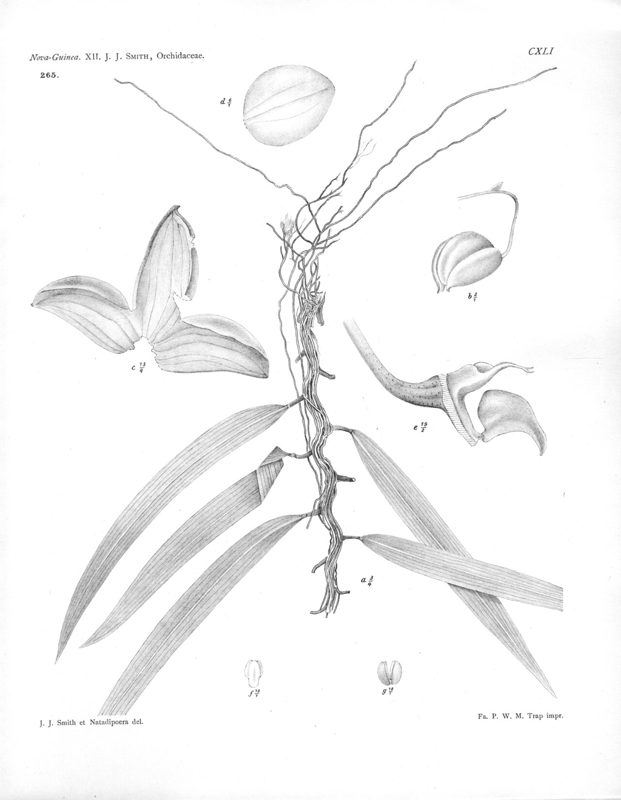 Bulbophyllum folliculiferum