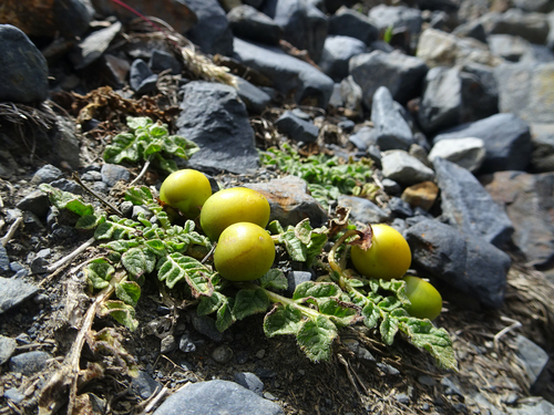 Solanum acaule