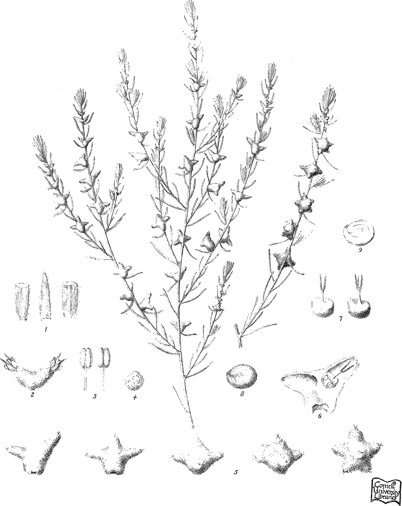 Dissocarpus