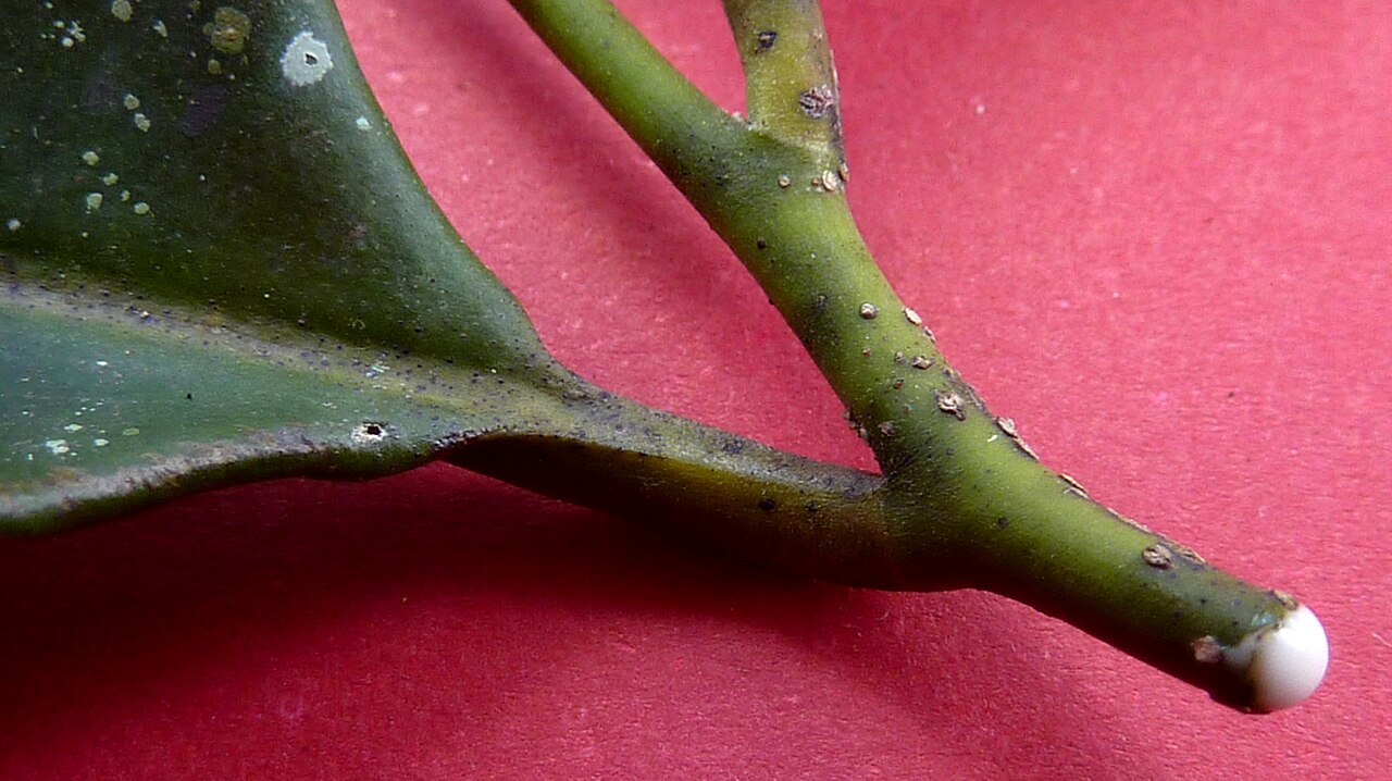 Aspidosperma discolor