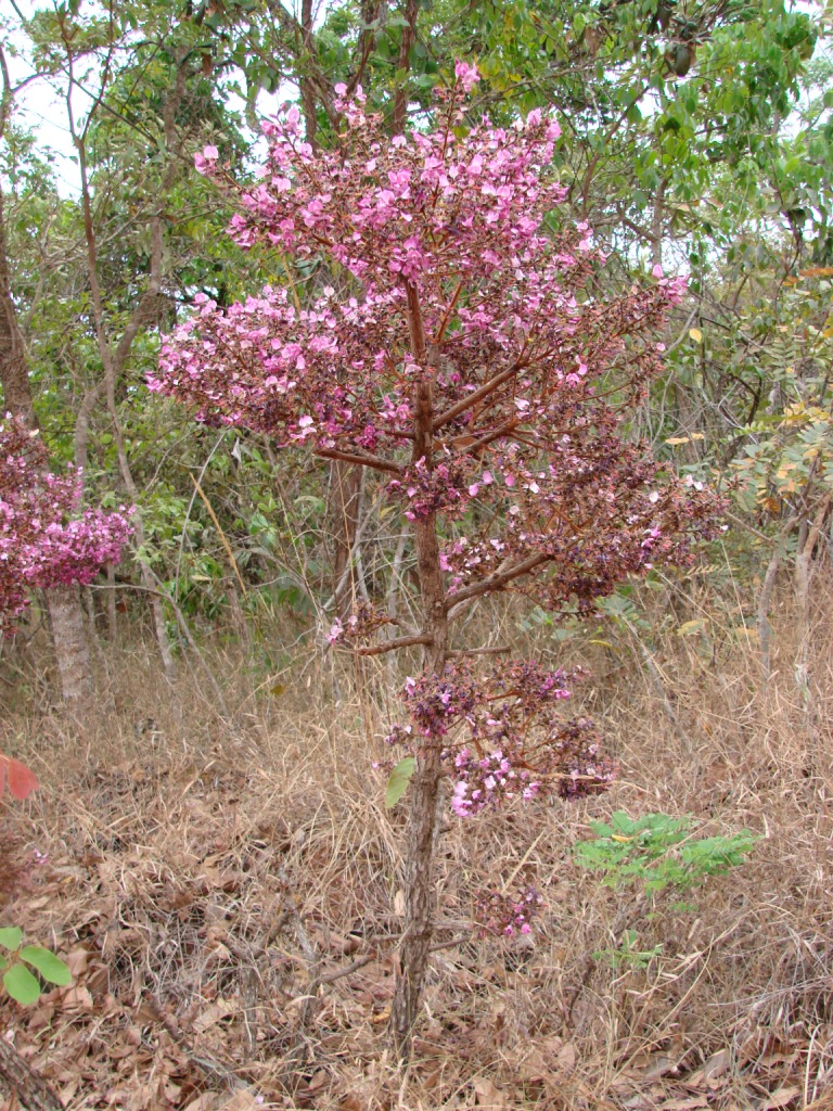 Andira humilis