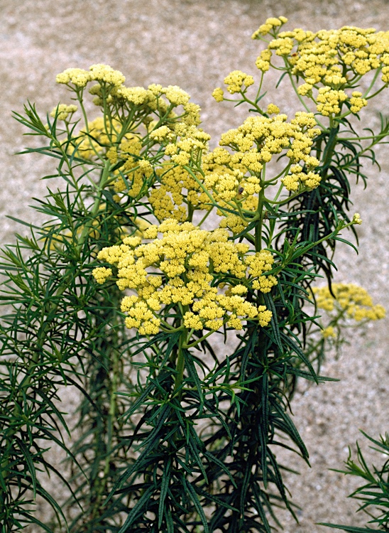 Cassinia venusta