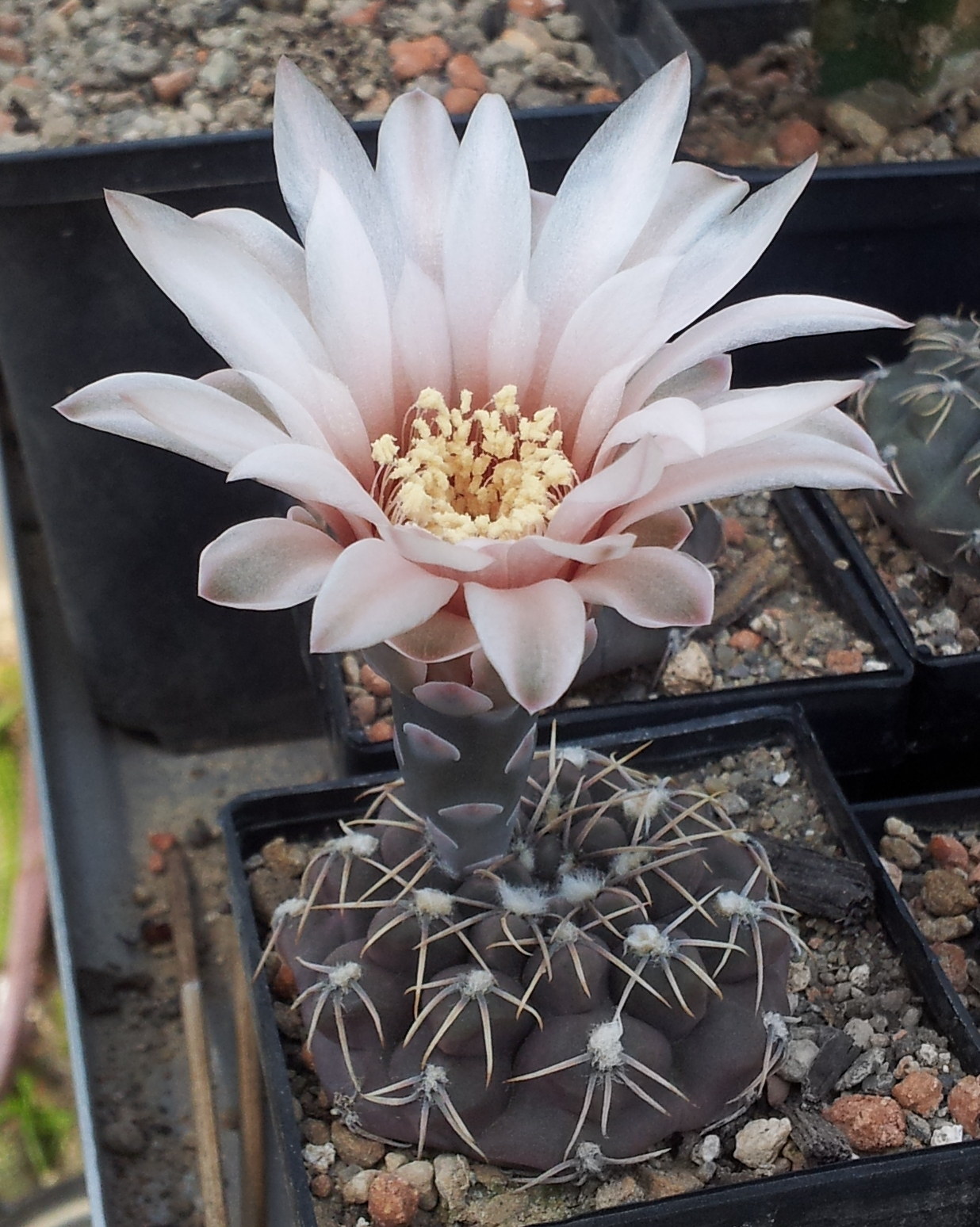 Gymnocalycium robustum