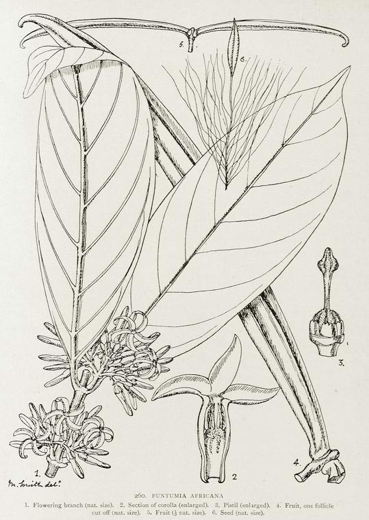 Funtumia africana