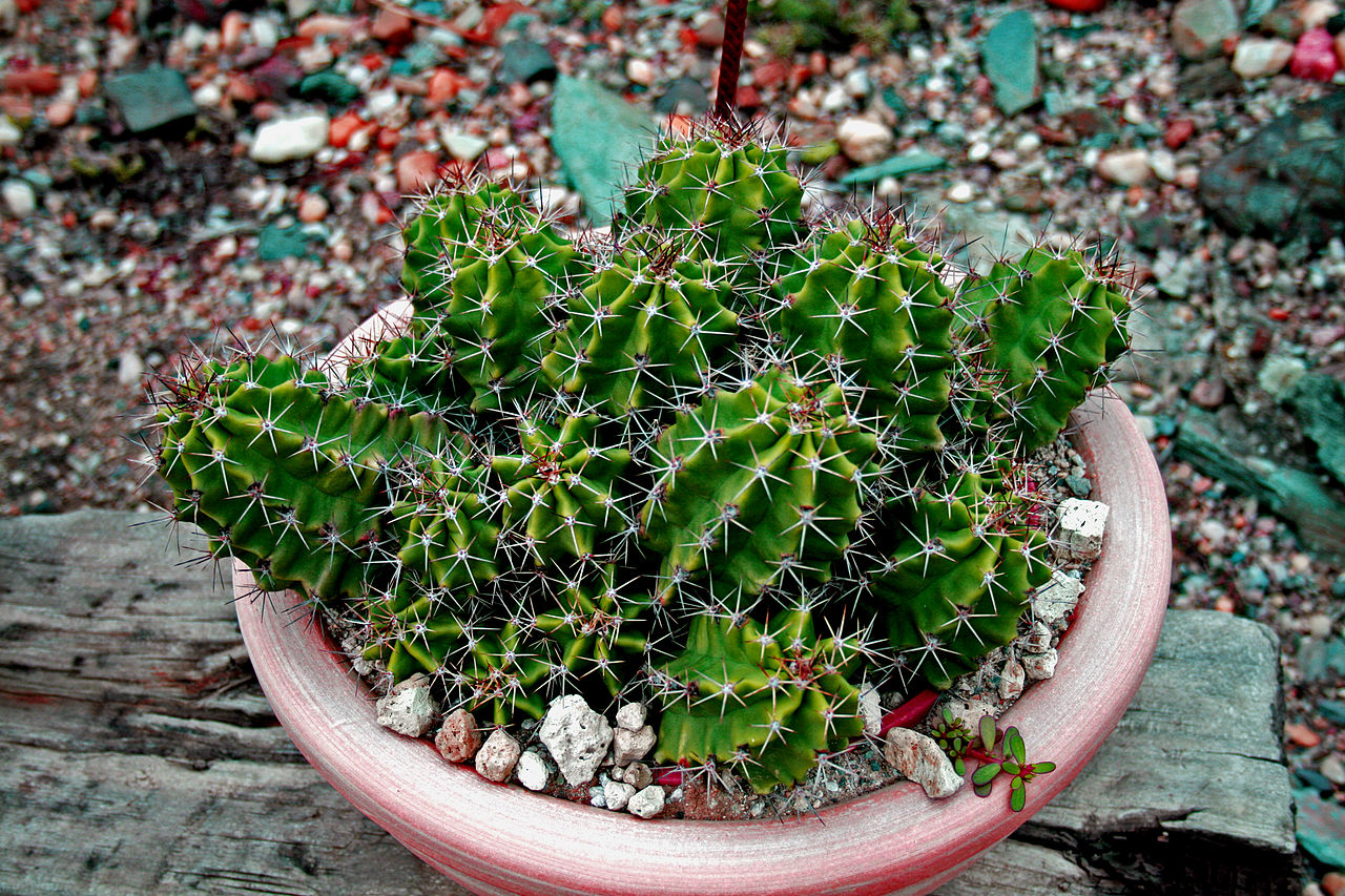 Echinocereus triglochidiatus