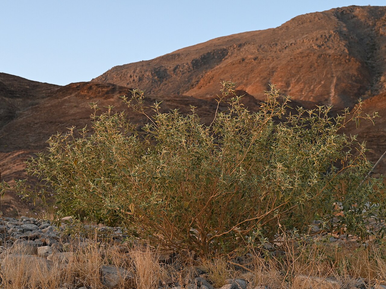 Chrozophora oblongifolia