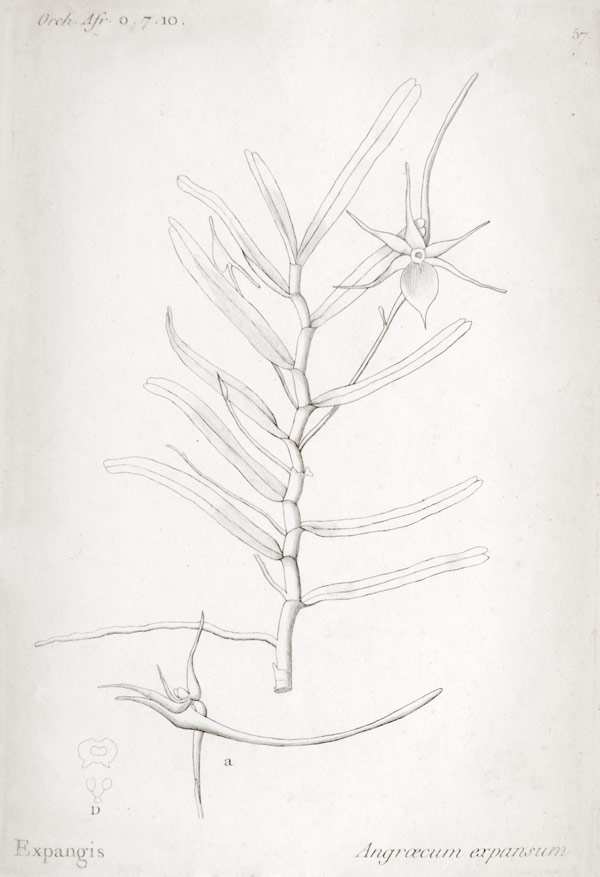 Angraecum expansum