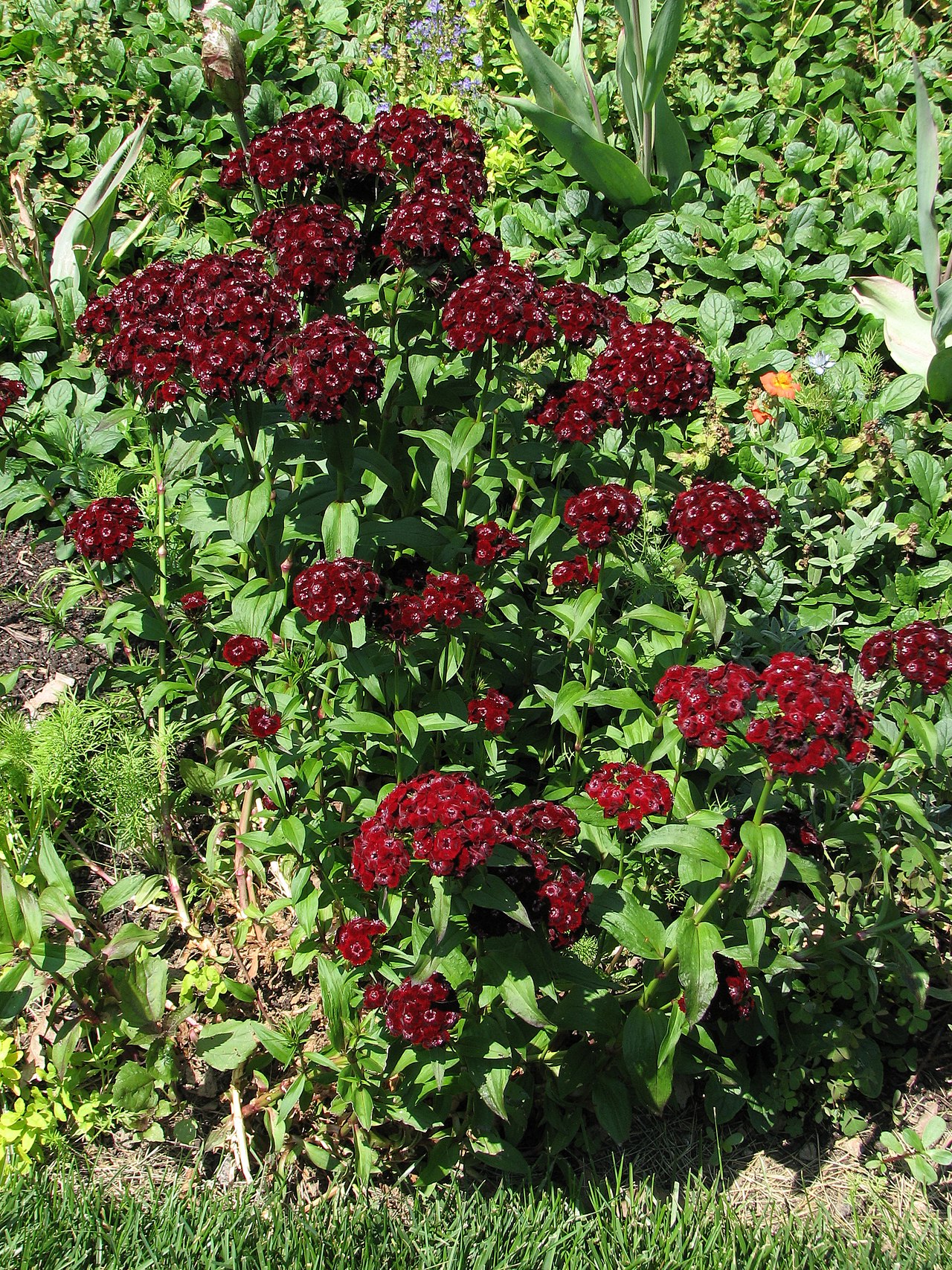 Dianthus barbatus