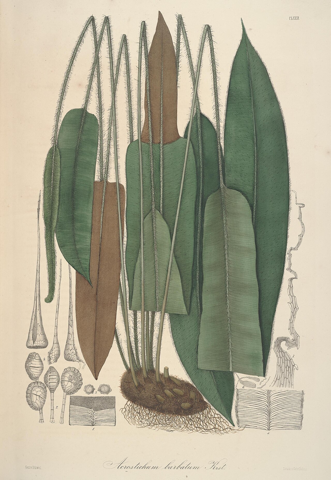 Elaphoglossum barbatum