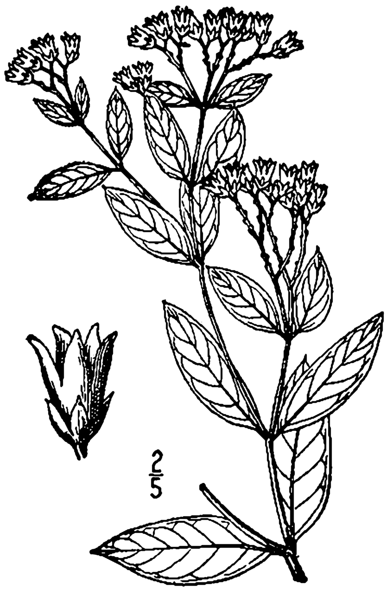 Apocynum medium