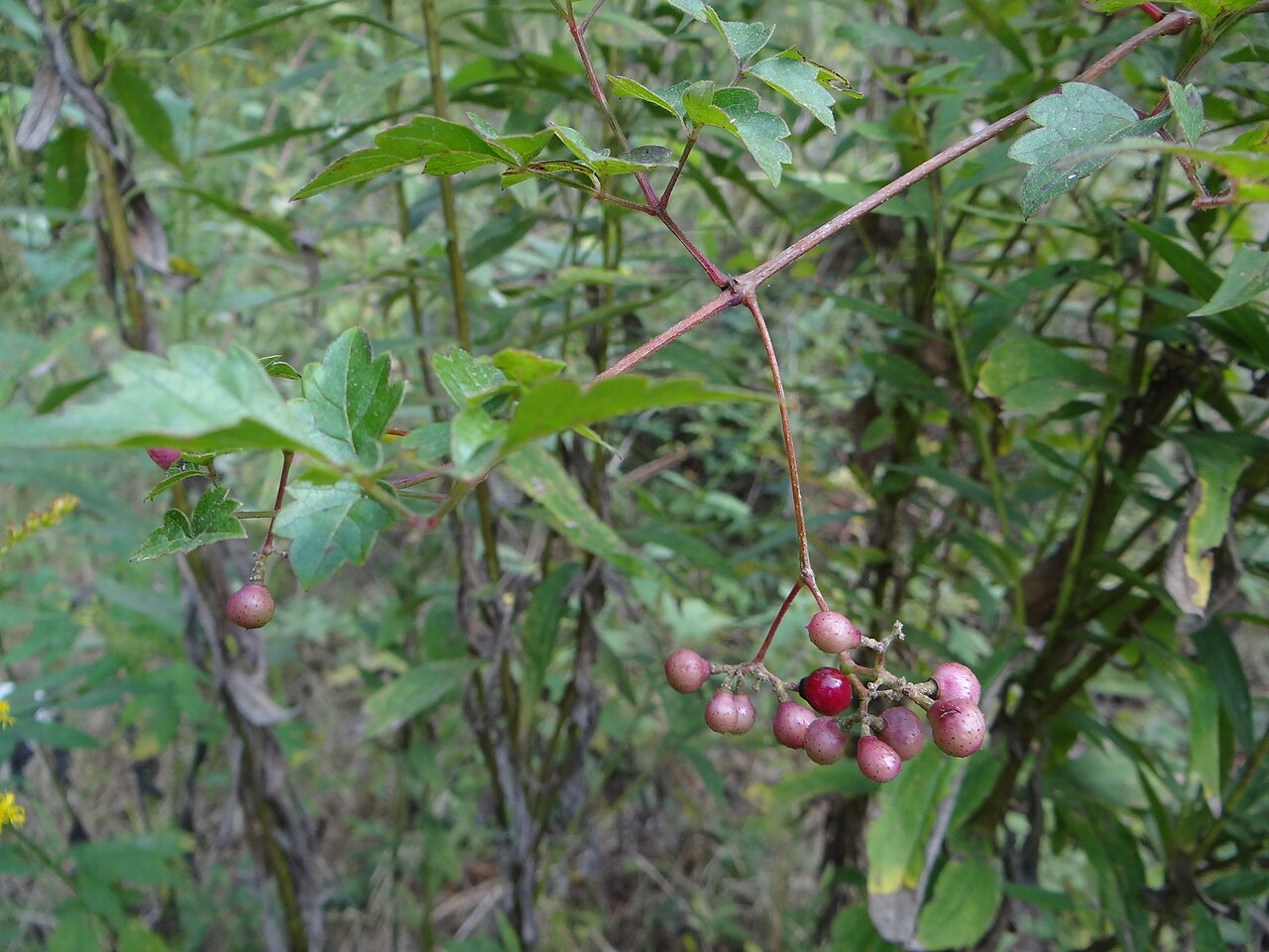 Ampelopsis arborea