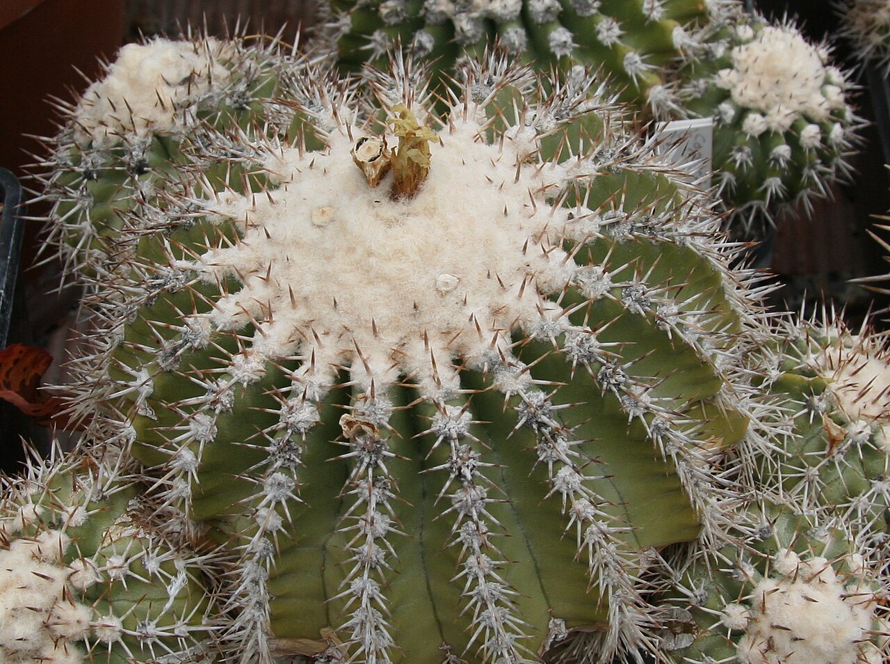 Copiapoa cinerascens