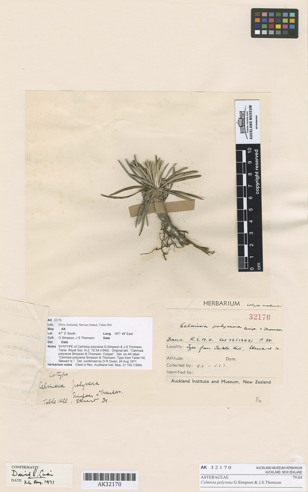Celmisia polyvena