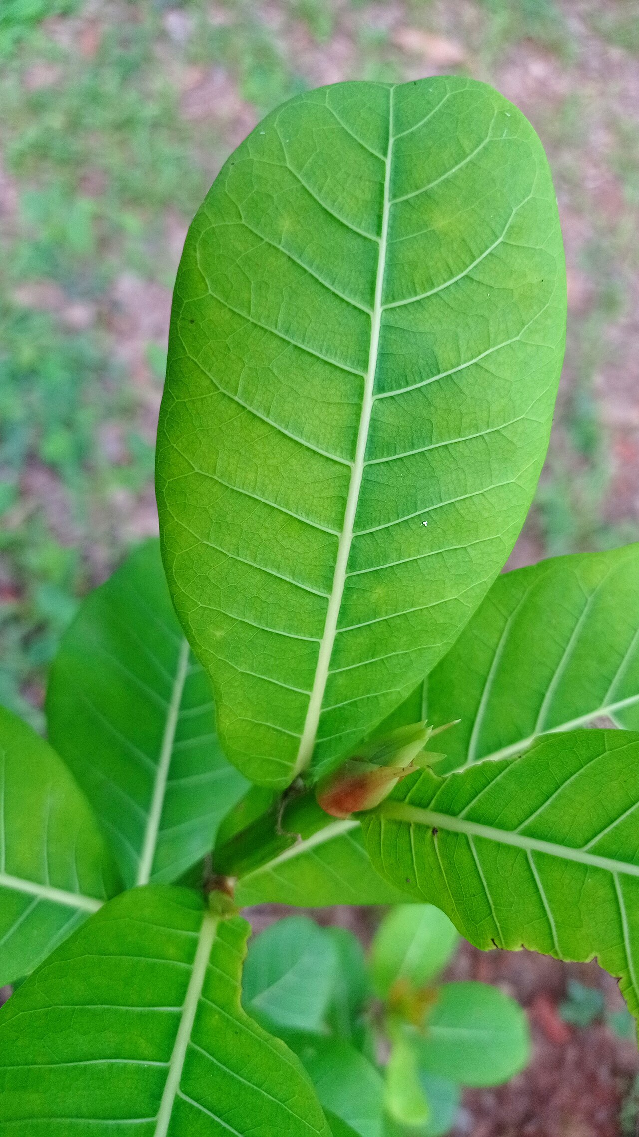 Ficus mexiae